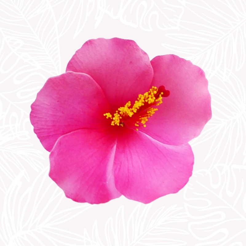 Flor de cabello de hibisco rosado.