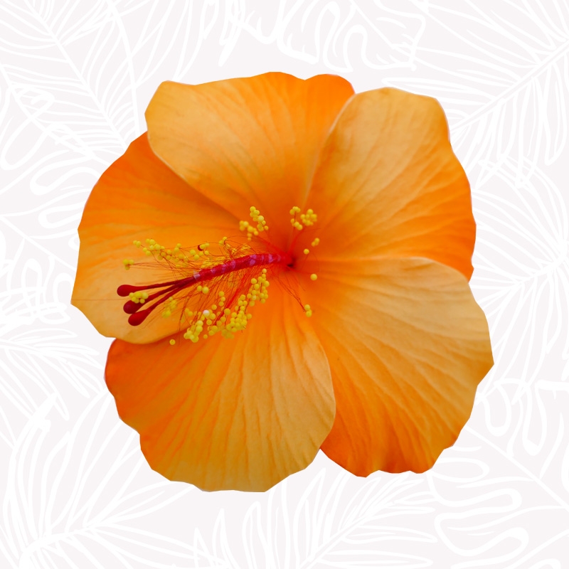 Flor del cabello de hibisco naranja