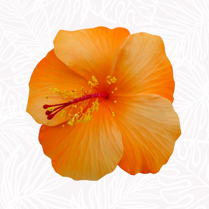 Orange Hibiskus Blumenhaar