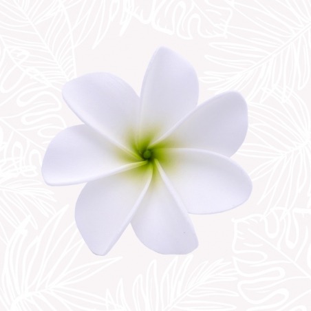 Blumen Haar Tiare Weiß