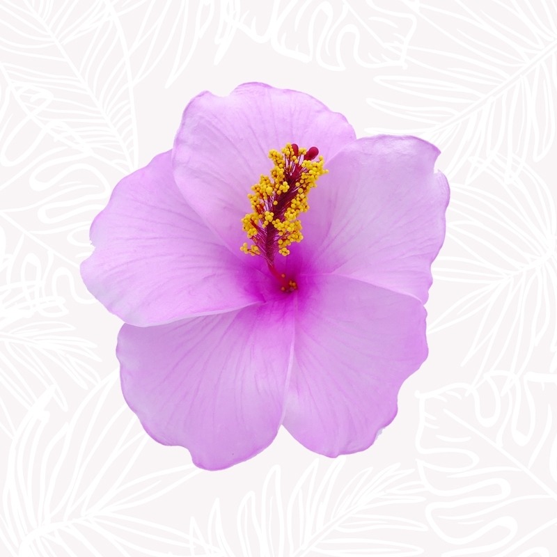 Fleur Cheveux Hibiscus Mauve