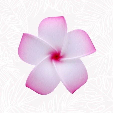 Flor de cabello de frangipani rosa y blanca.