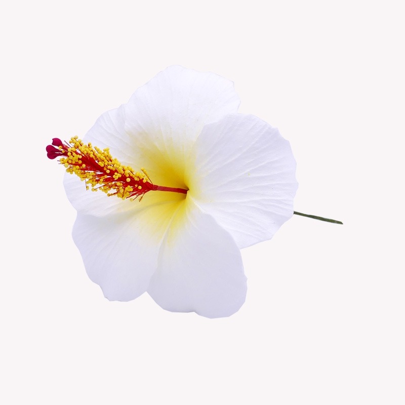 Weiße Hibiskusblüte im Haar