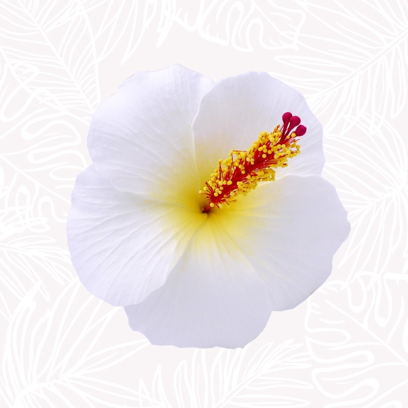 Flor de Hibisco Blanco en tallo.