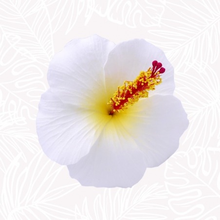 Fleur Cheveux Hibiscus Blanche tige