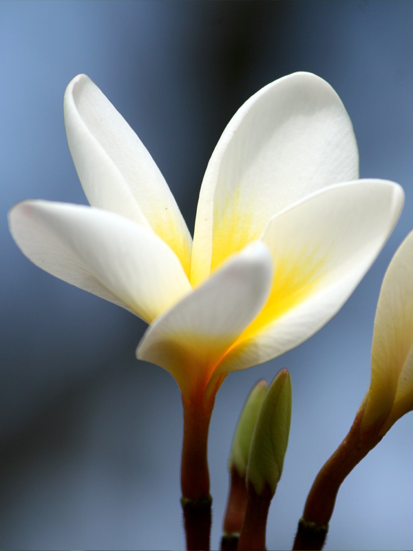 Fleur de Tiare