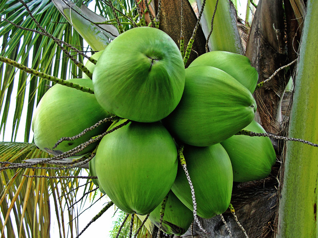 Noix de coco verte