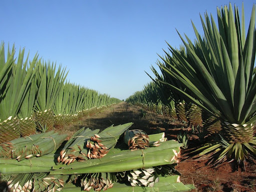 Ursprung von Sisal-Schwamm